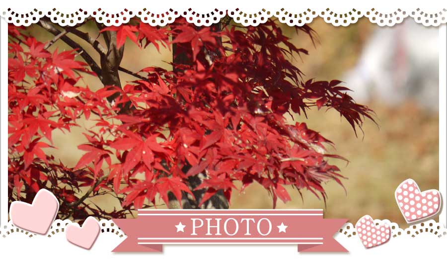 趣味で写真も撮ってます。ほっこりしてね♪