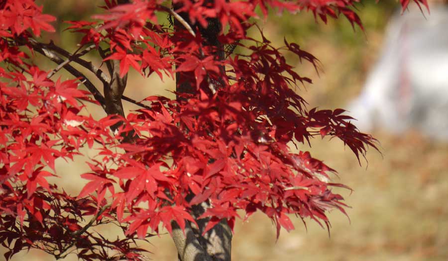 森林公園の紅葉