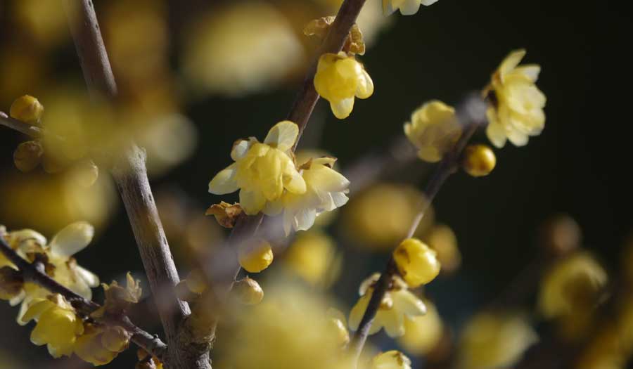 航空公園の蝋梅